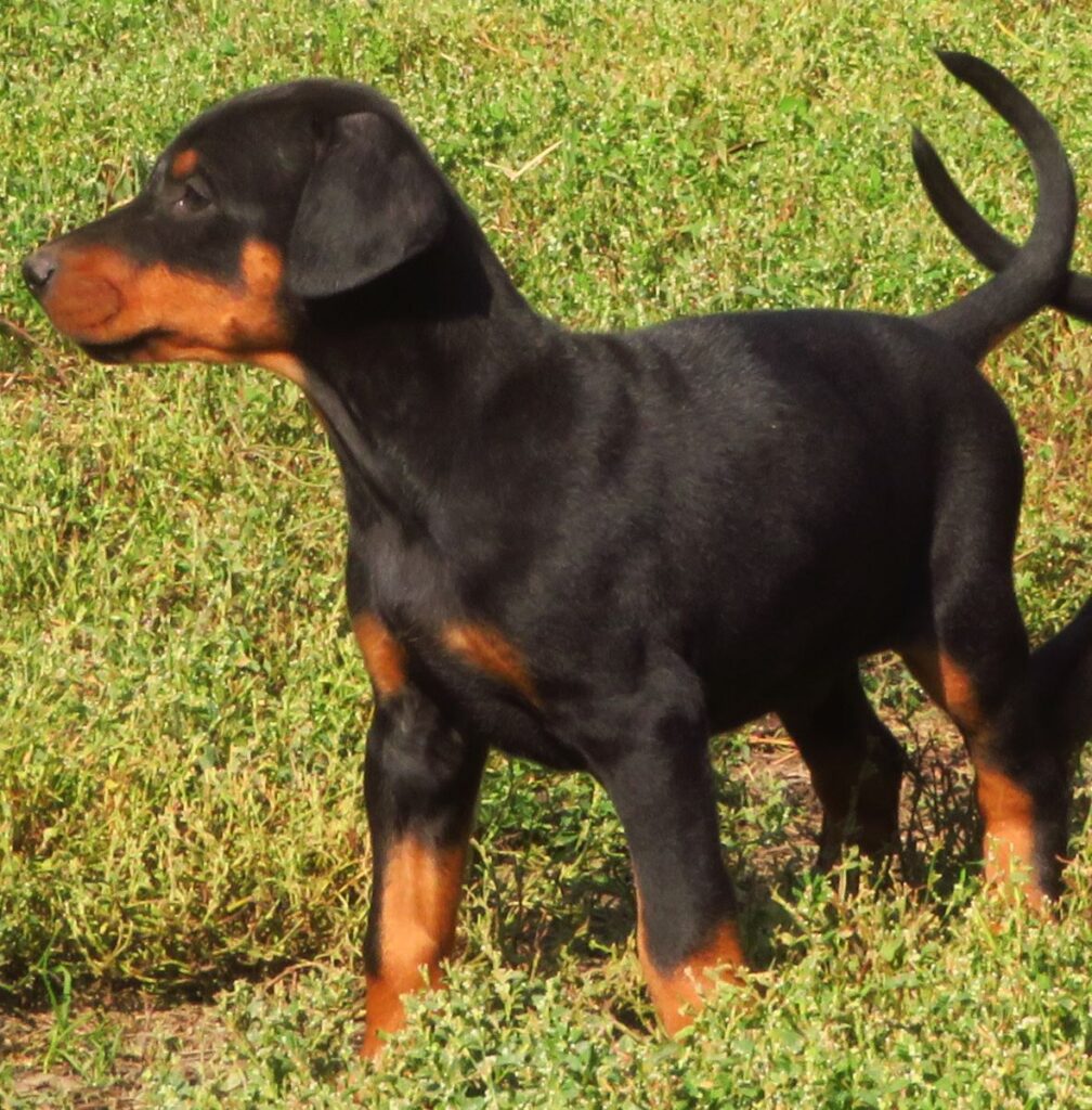 Dobermann cuccioli