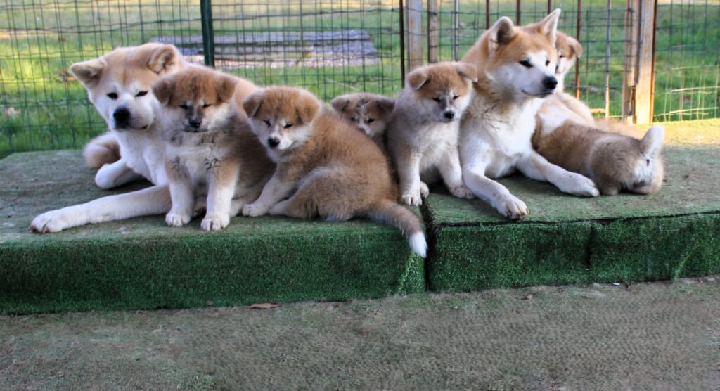 CUCCIOLI AKITA INU da allevamento ENCI disponibili nel periodo di Natale