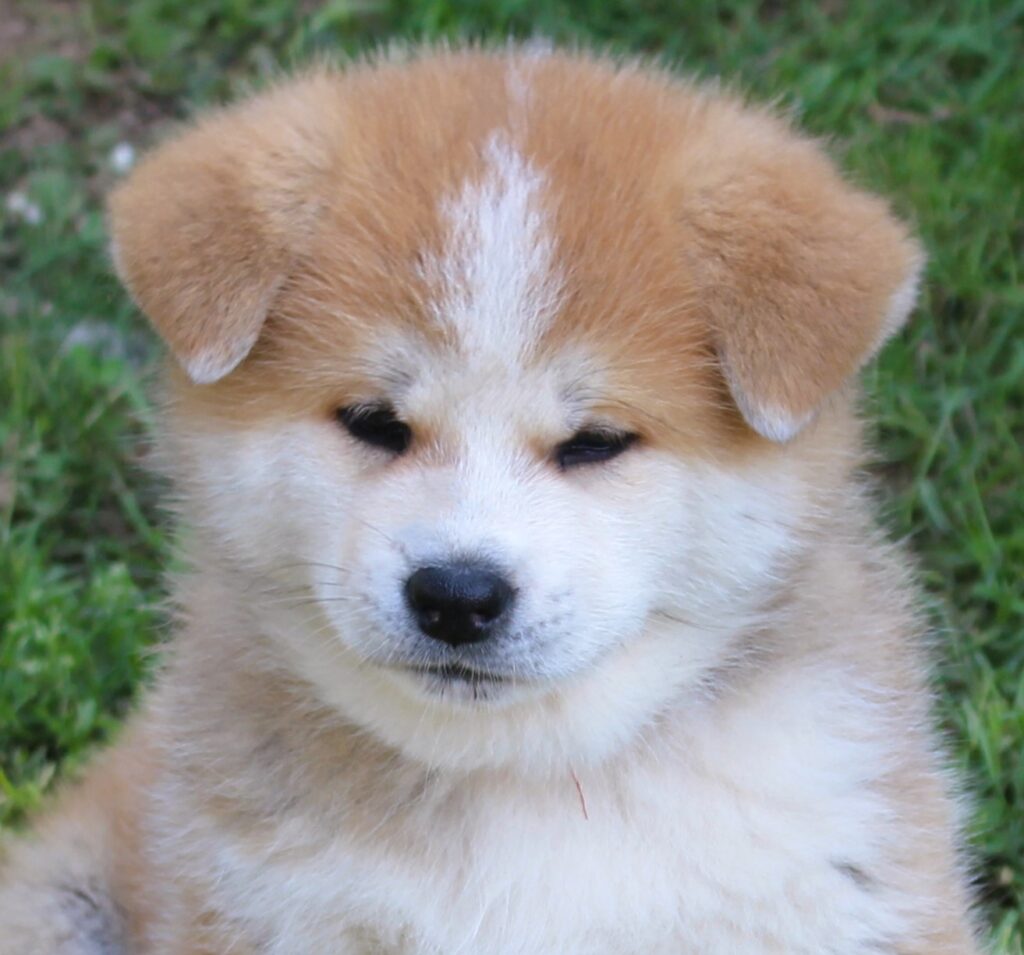 CUCCIOLI AKITA INU da allevamento ENCI disponibili nel periodo di Natale