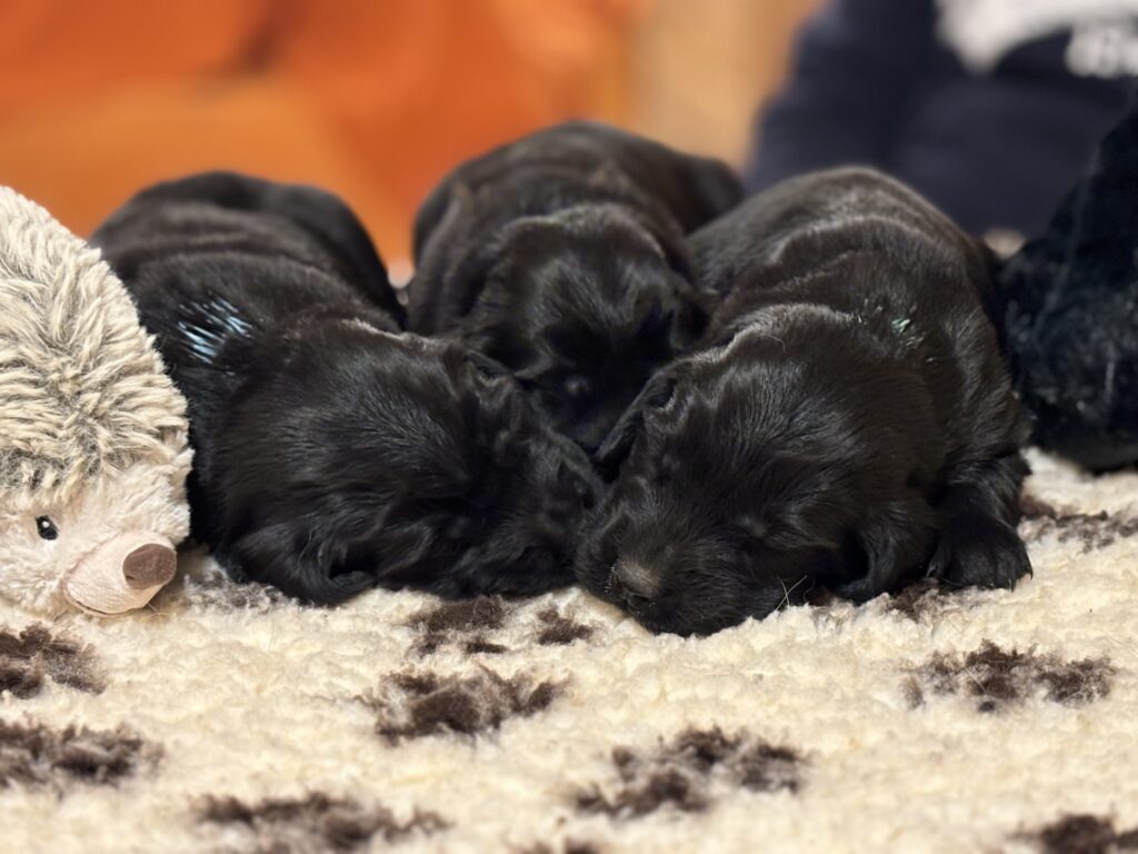 Cuccioli Flat Coated Retriever