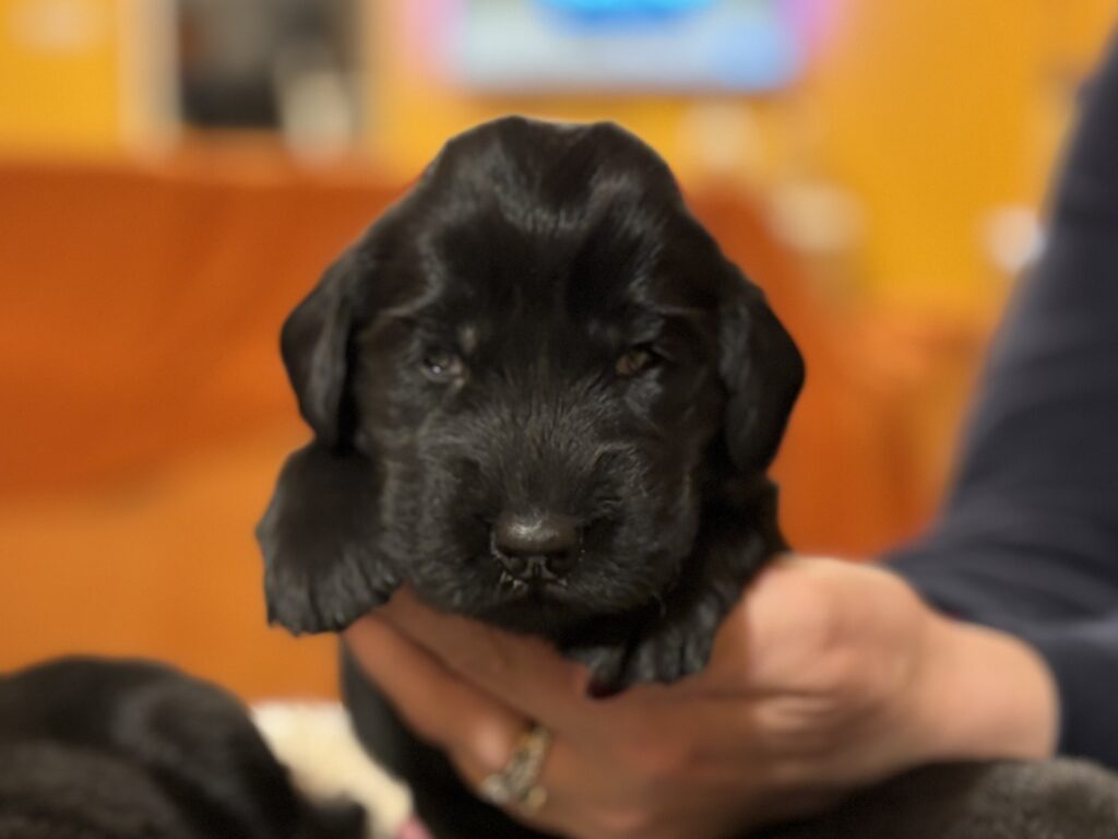 Cuccioli Flat Coated Retriever