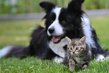 Nuove regole Ue per cani e gatti: limitazioni e obblighi