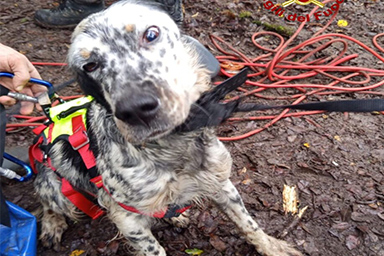 Precipitano in un fiume: salvati due cani da caccia