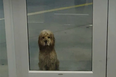 Incrocia lo sguardo di una donna in palestra e viene salvato: la storia del cane Pluto