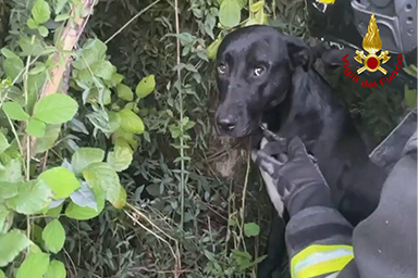 Cane rimane boccato in un fosso: i Vigili del fuoco lo salvano