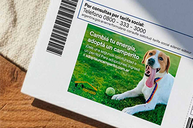 Ritrova la sua famiglia grazie a una bolletta della luce: la storia del cane Derek