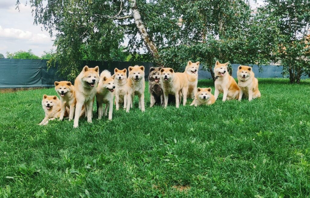 CUCCIOLI AKITA INU da allevamento ENCI disponibili nel periodo di Natale