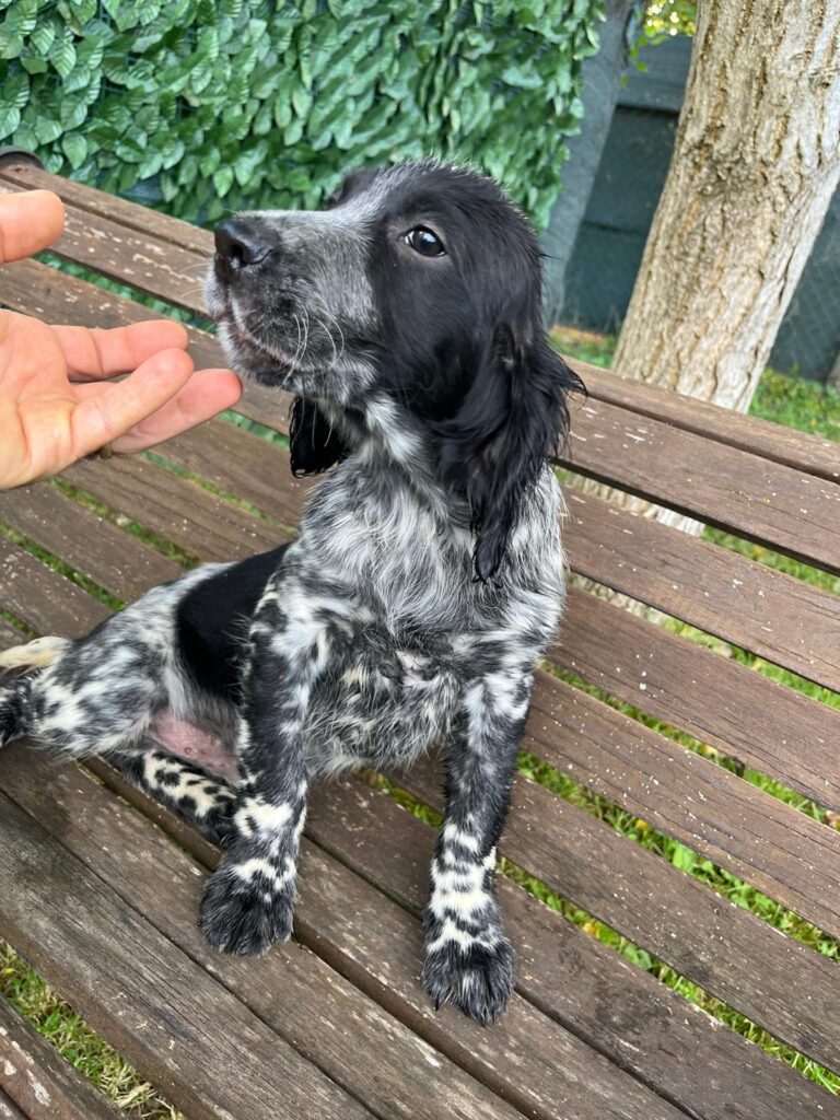 Setter Inglese Figli di LOST del Navigante