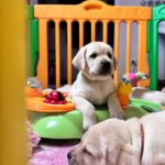 Dolci cuccioli di labrador retriever gialli