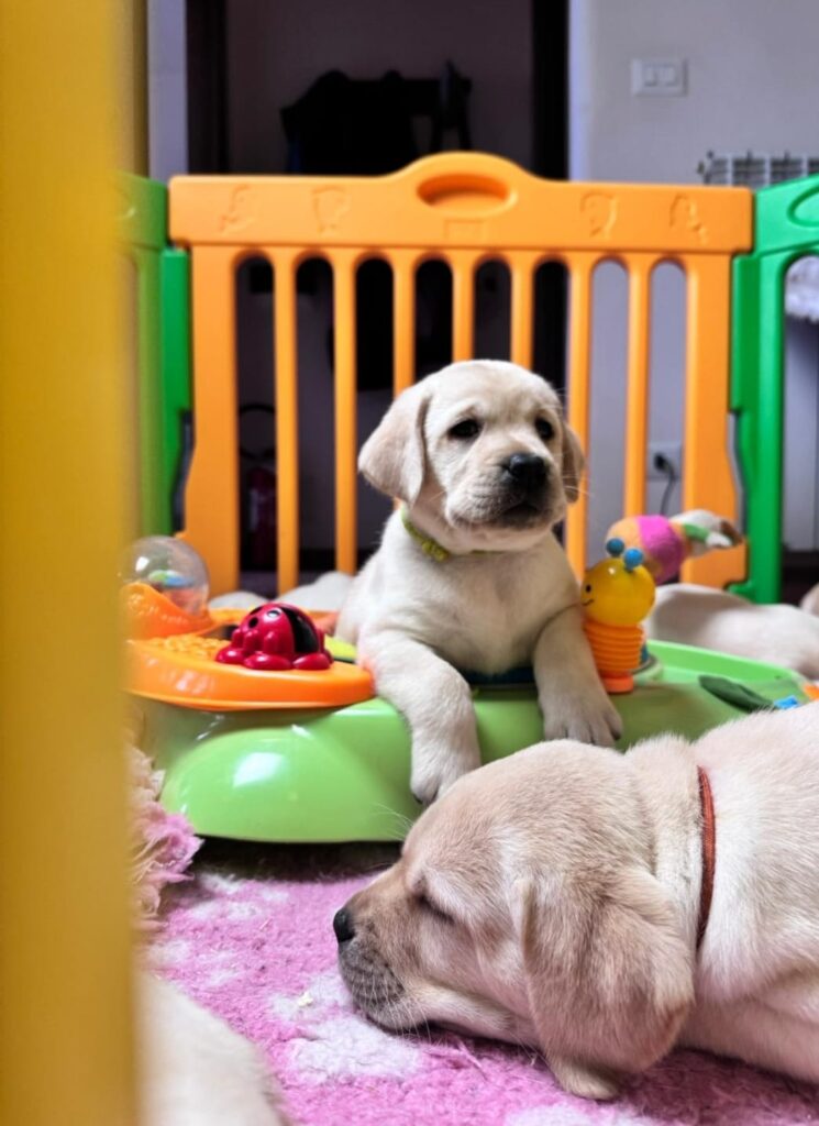 Dolci cuccioli di labrador retriever gialli