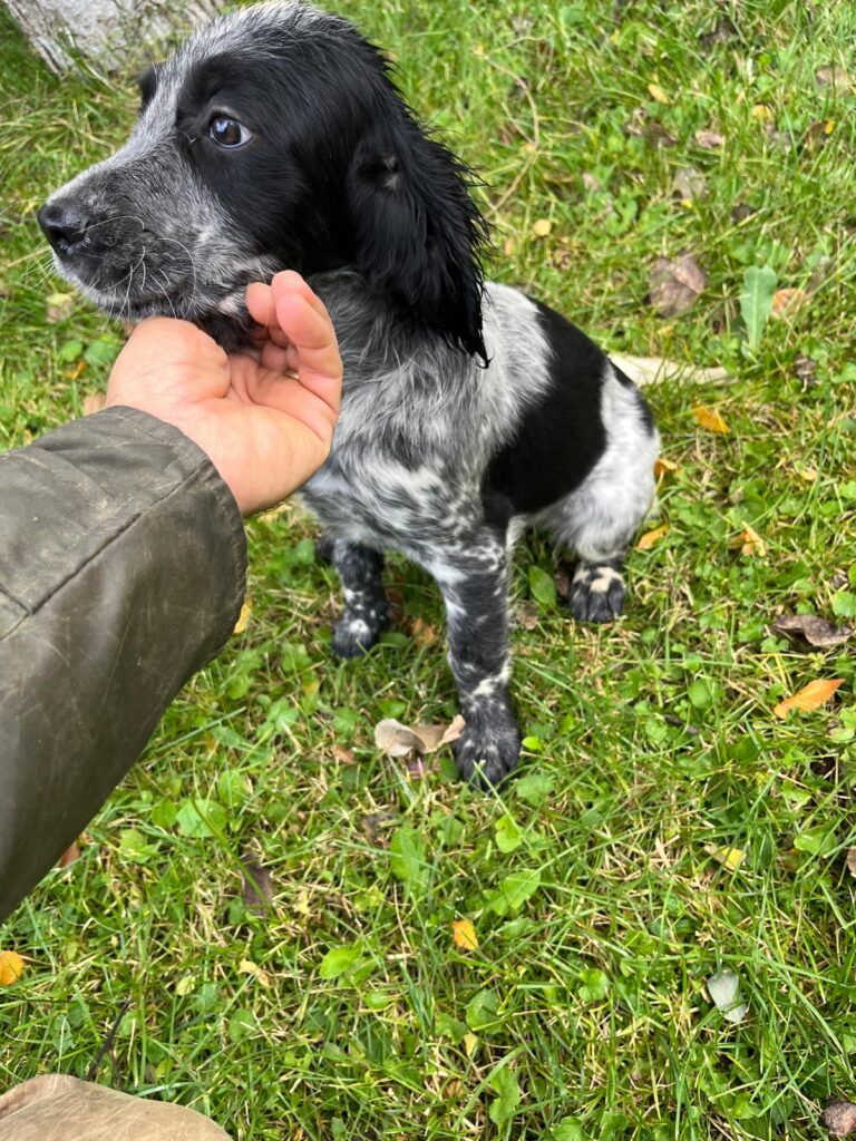 Setter Inglese Figli di LOST del Navigante