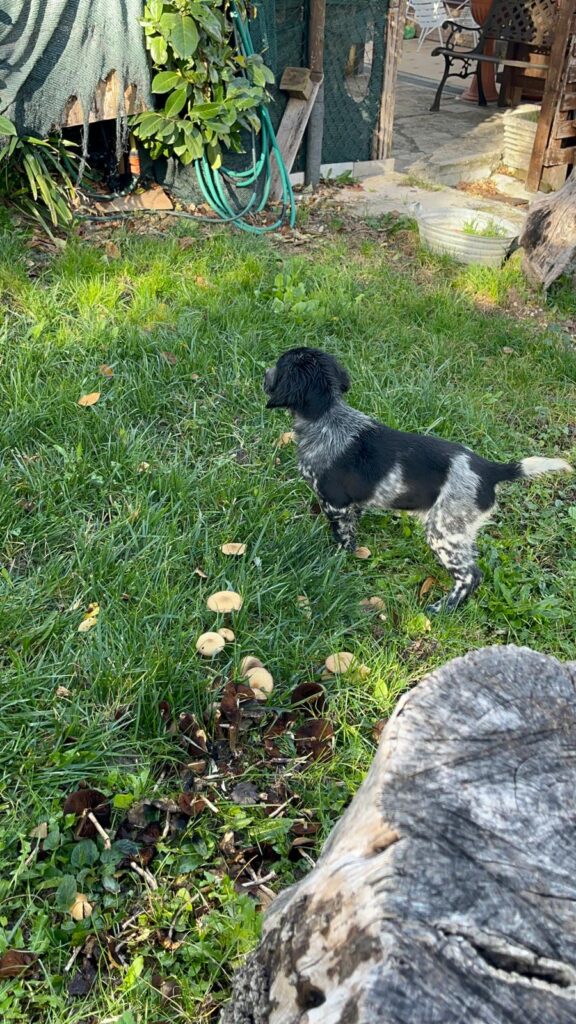 Setter Inglese Figli di LOST del Navigante