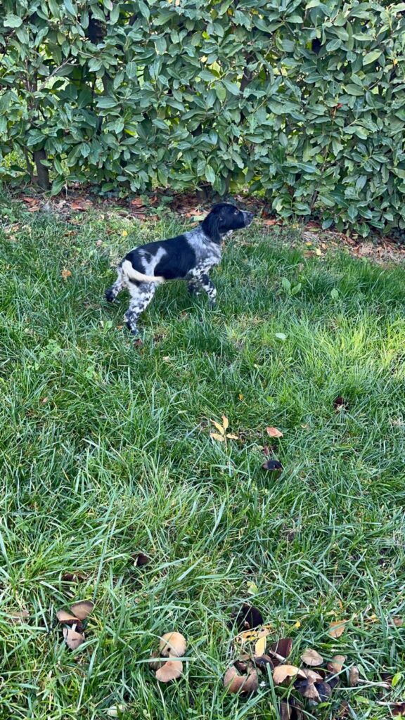 Setter Inglese Figli di LOST del Navigante