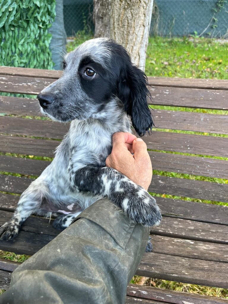 Setter Inglese Figli di LOST del Navigante