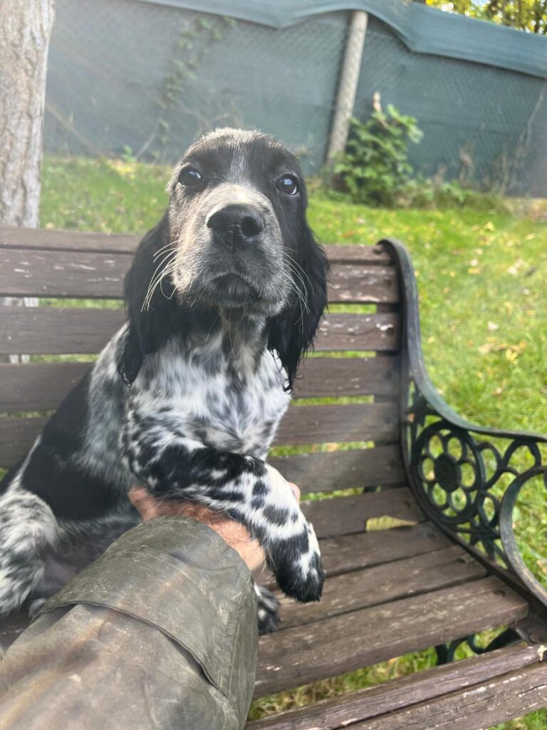 Setter Inglese Figli di LOST del Navigante