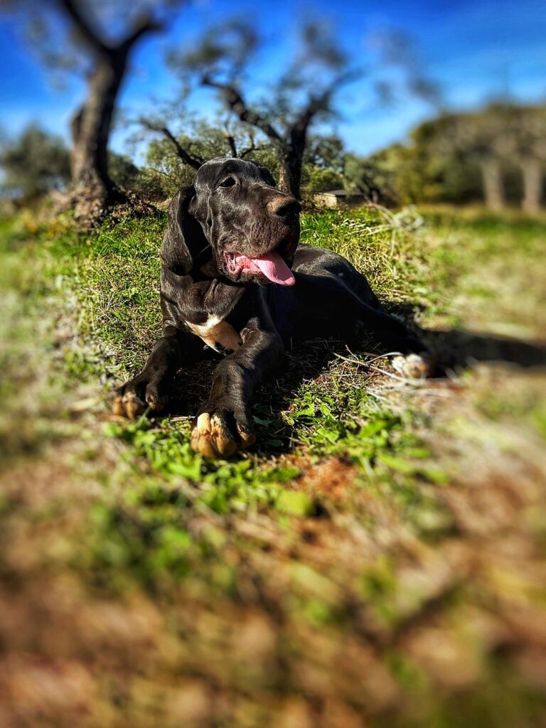 Cuccioli di alano, ad alta geneaologia