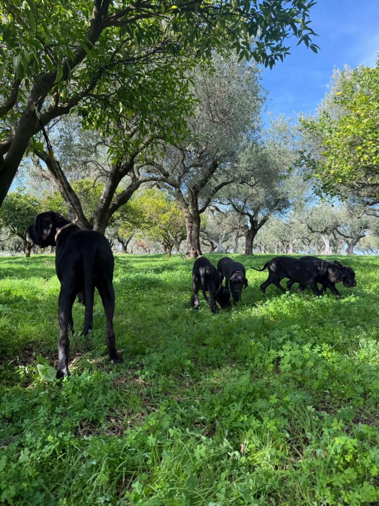 Cuccioli di alano, ad alta geneaologia