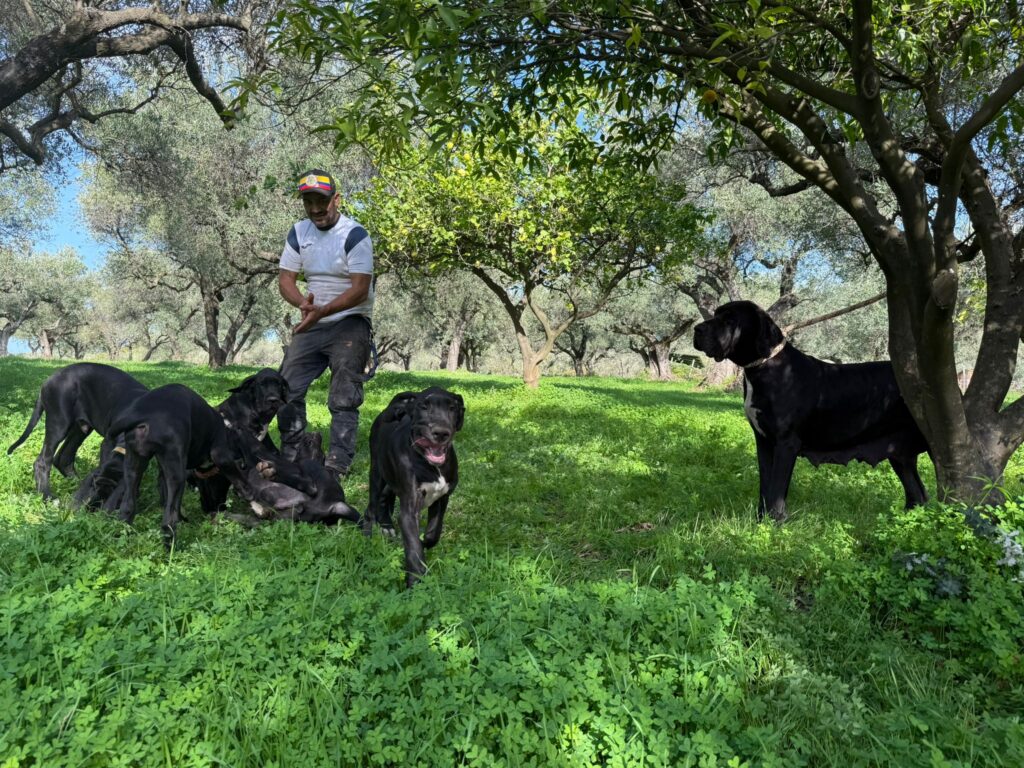 Cuccioli di alano, ad alta geneaologia