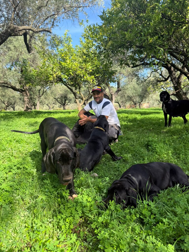 Cuccioli di alano, ad alta geneaologia