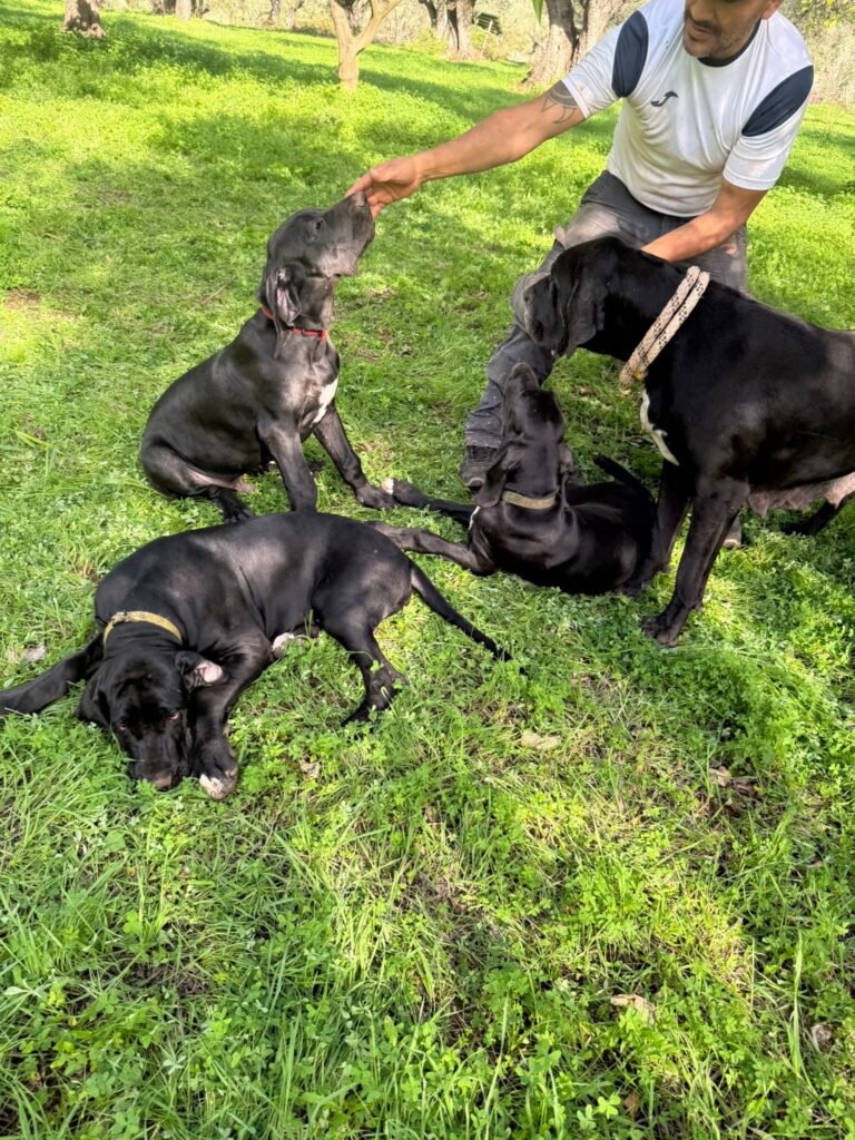 Cuccioli di alano, ad alta geneaologia