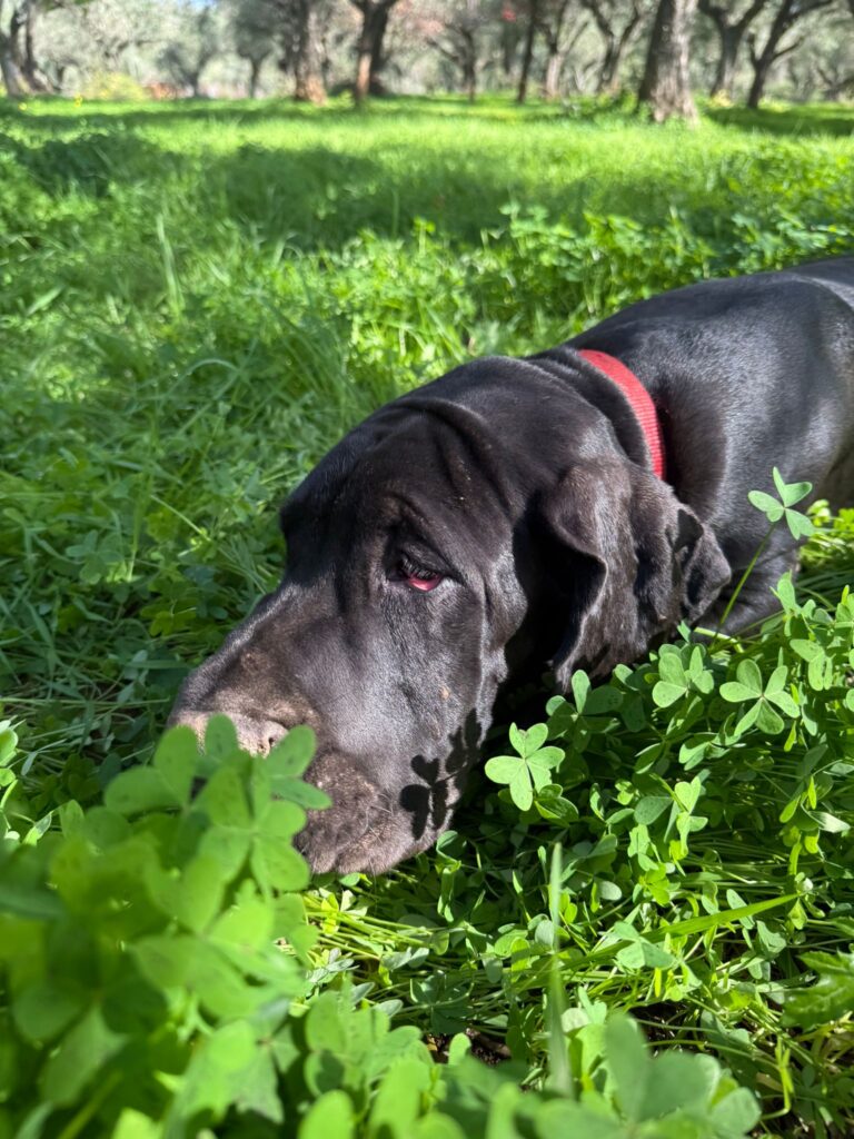 Cuccioli di alano, ad alta geneaologia