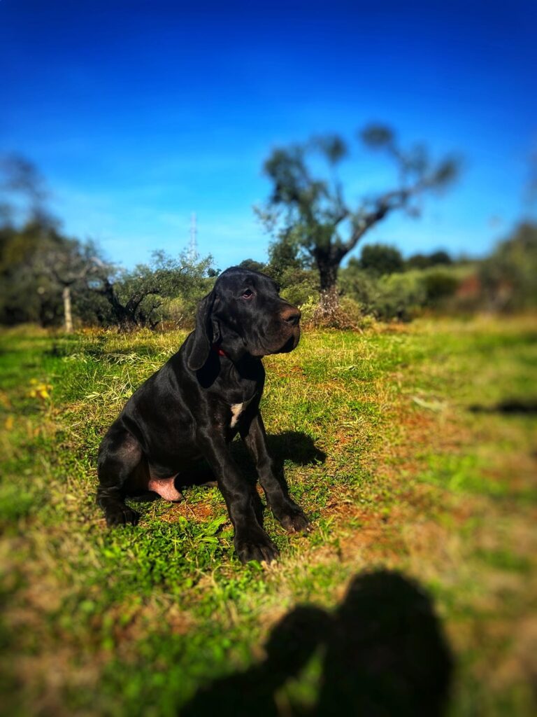 Cuccioli di alano, ad alta geneaologia