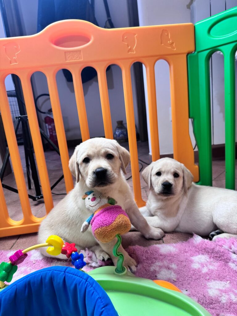 Dolci cuccioli di labrador retriever gialli