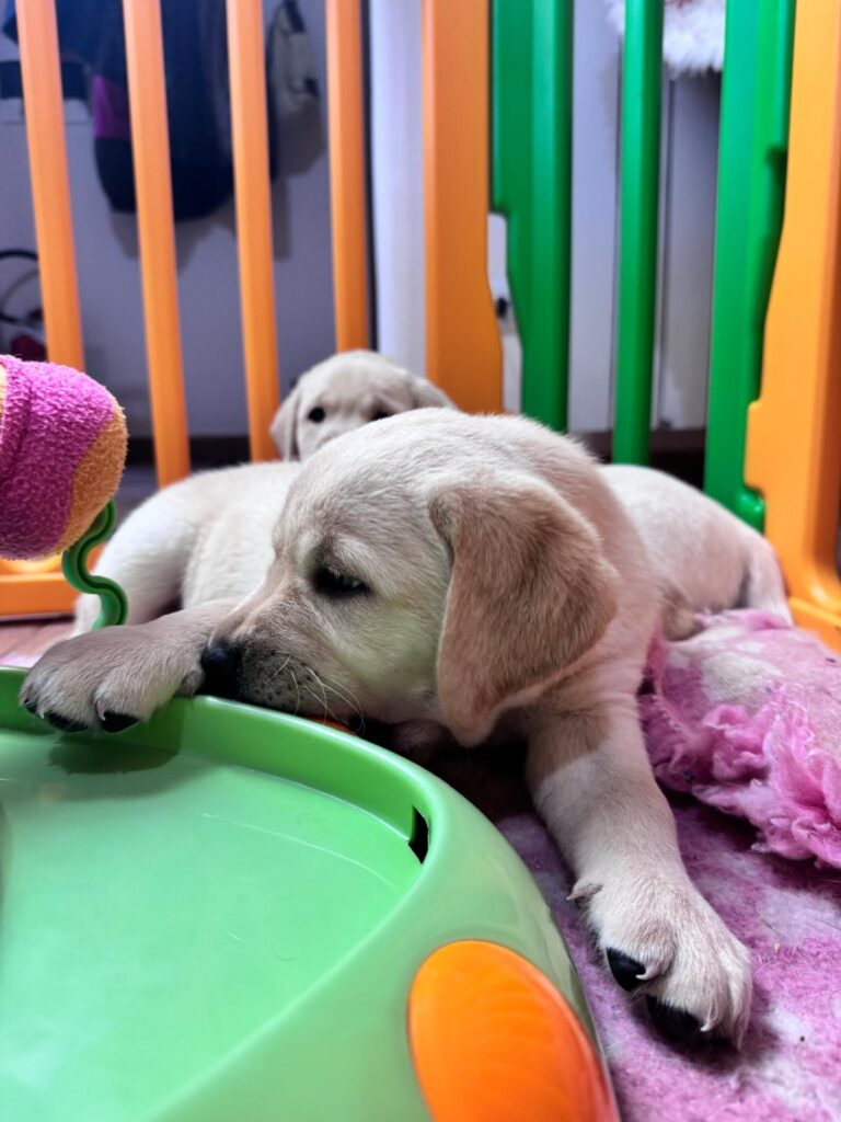Dolci cuccioli di labrador retriever gialli