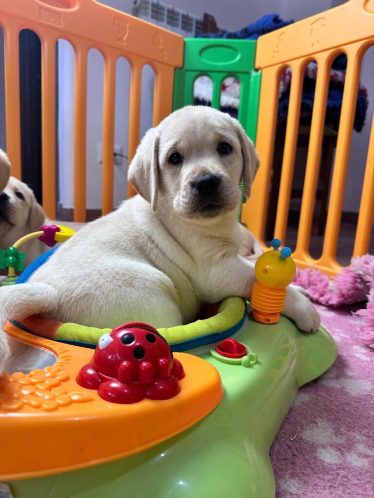 Dolci cuccioli di labrador retriever gialli