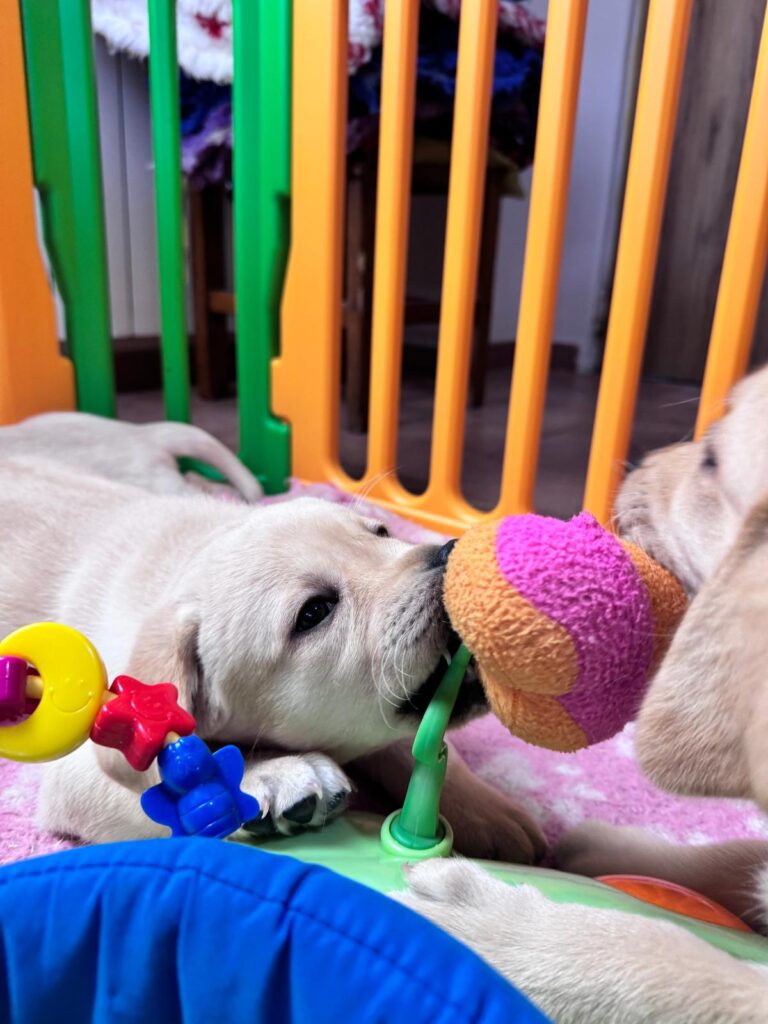 Dolci cuccioli di labrador retriever gialli