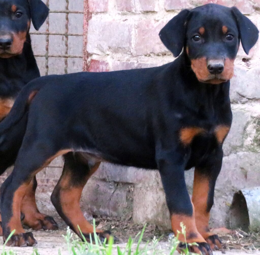 Dobermann cuccioli