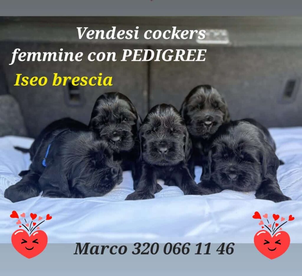 CUCCIOLI COCKER SPANIEL INGLESE