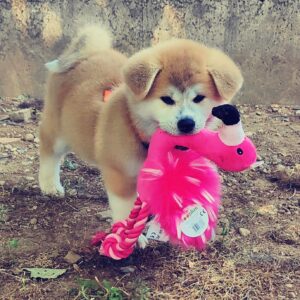 CUCCIOLI AKITA INU da allevamento ENCI settembre 2026