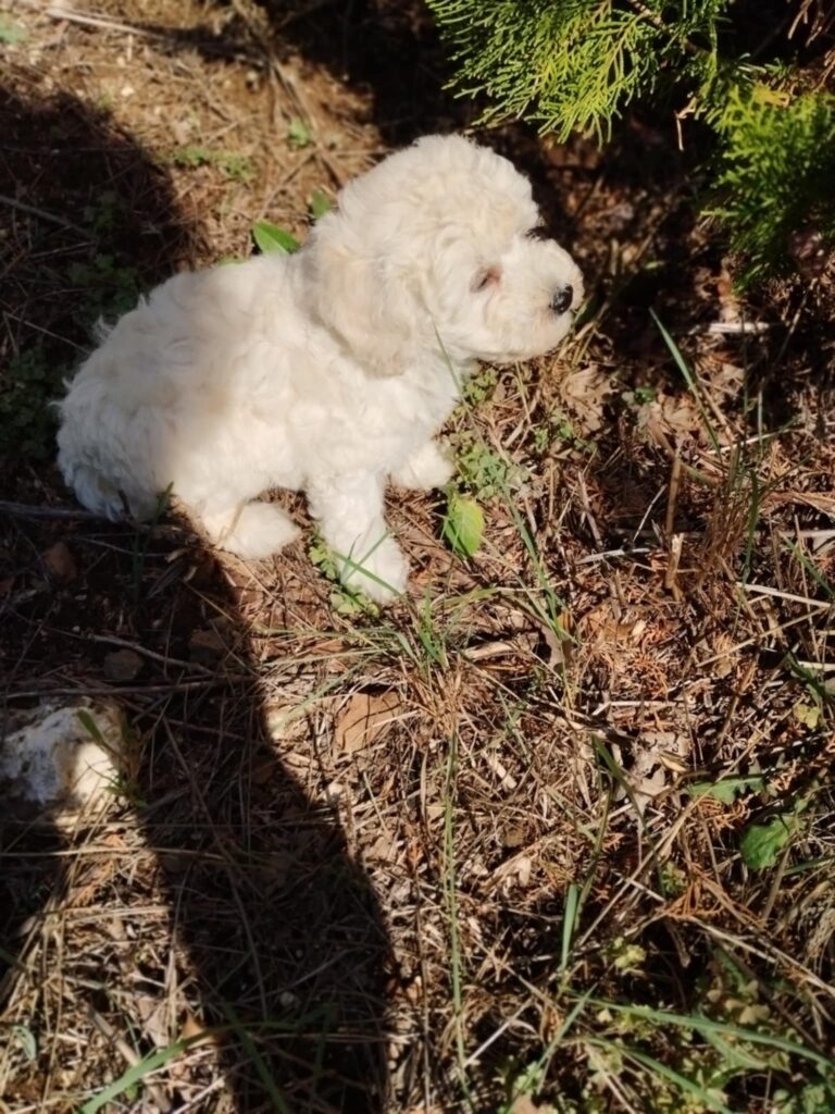 Barboncini toy bianchi