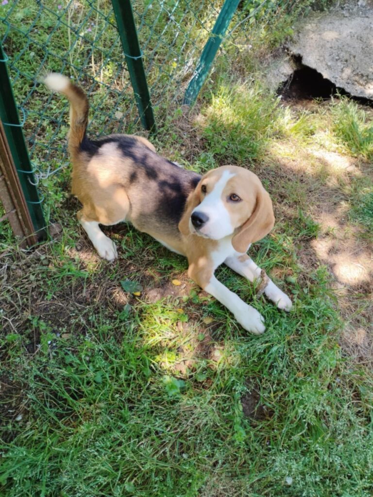 Beagle tricolore maschio 2 anni rimborso spese
