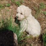 Barboncini toy bianchi