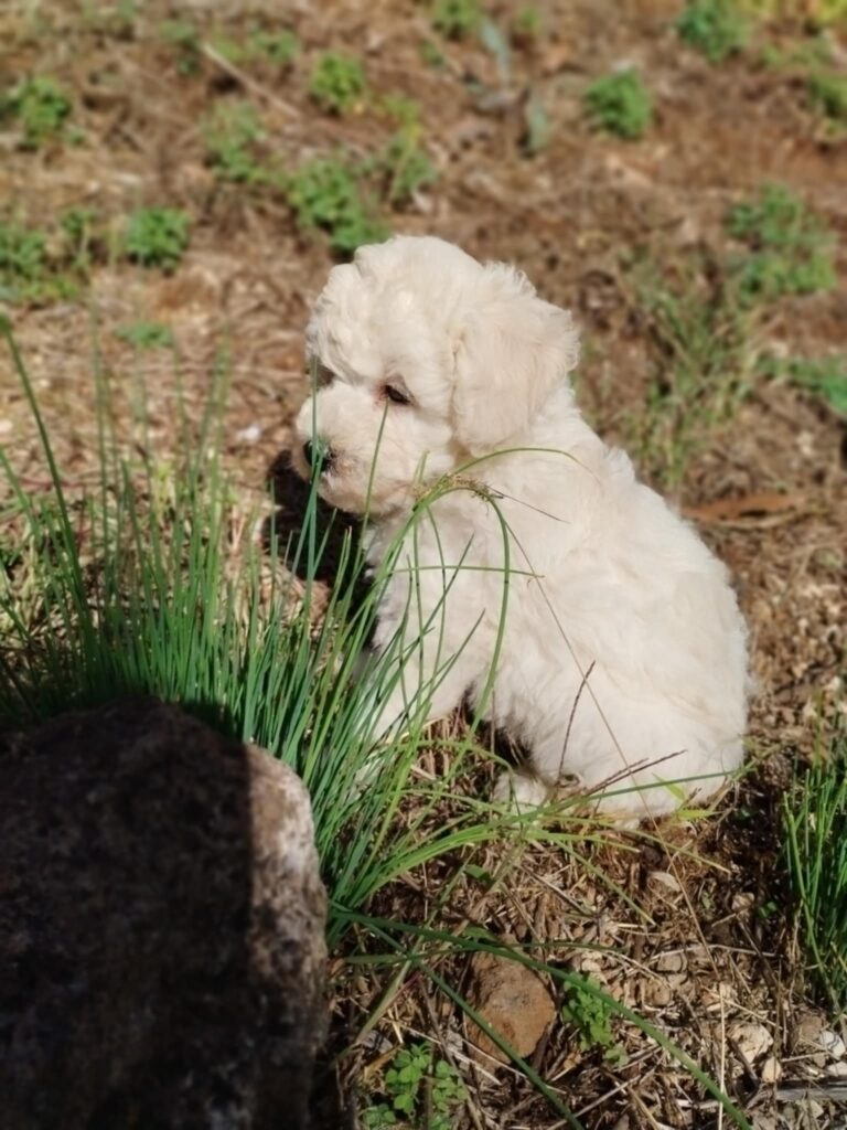 Barboncini toy bianchi