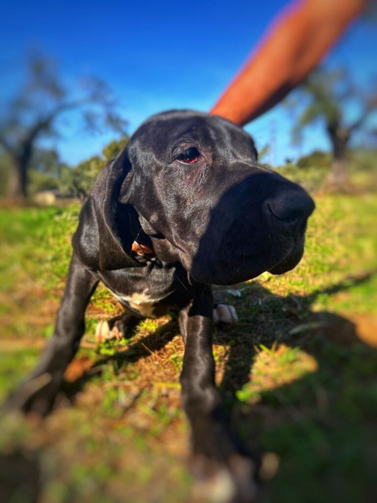 Cuccioli di alano, ad alta geneaologia
