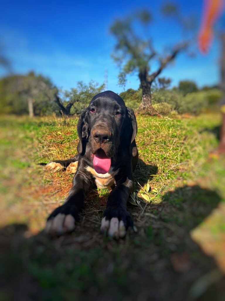Cuccioli di alano, ad alta geneaologia