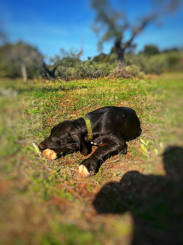 Cuccioli di alano, ad alta geneaologia