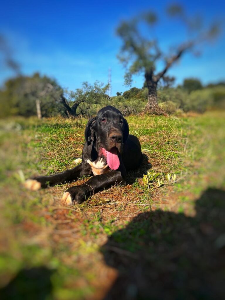 Cuccioli di alano, ad alta geneaologia