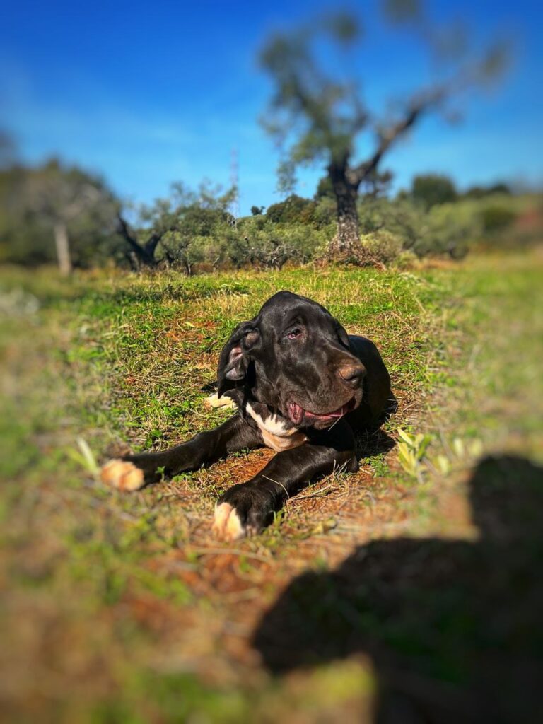 Cuccioli di alano, ad alta geneaologia