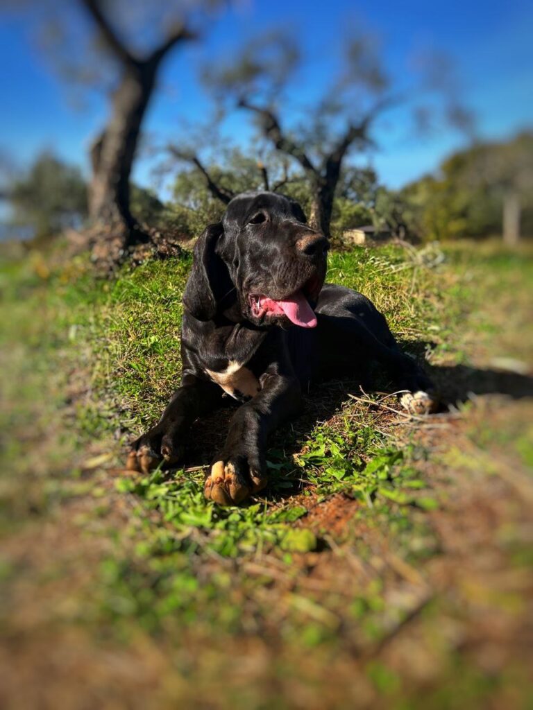 Cuccioli di alano, ad alta geneaologia