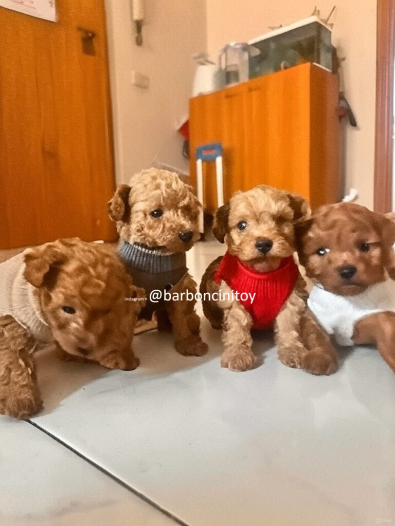 barboncino toy