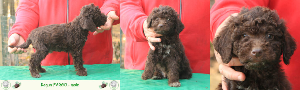 Lagotto romagnolo - cuccioli
