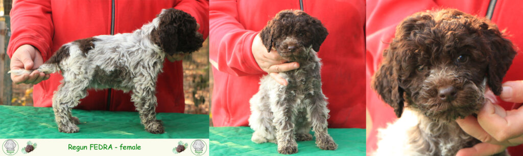 Lagotto romagnolo - cuccioli