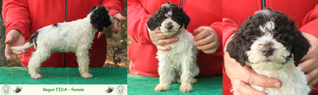 Lagotto romagnolo - cuccioli