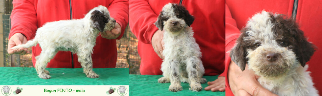 Lagotto romagnolo - cuccioli