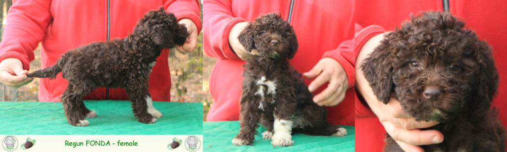 Lagotto romagnolo - cuccioli