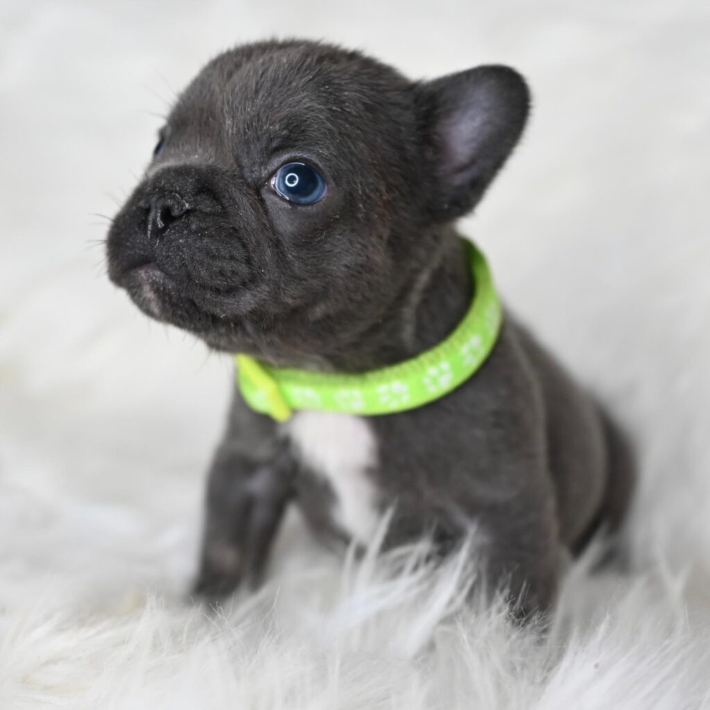 Coppia splendida di bulldog francesi